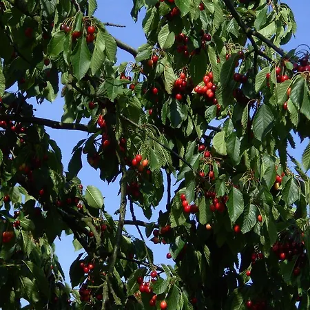 Hotel Schwarzwald Kniebis