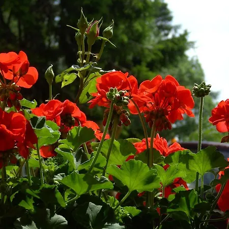 Hotel Schwarzwald Kniebis